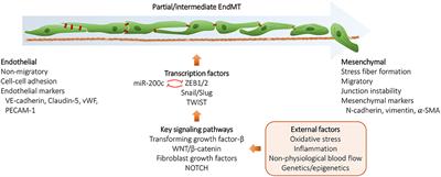 Endothelial/Epithelial Mesenchymal Transition in Ascending Aortas of Patients With Bicuspid Aortic Valve